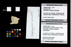 Foto (Objekt + Etikett) von Cracensigillatus acutirostris (Moericke, 1889)  (NHMW-GEO-1990-0041-2632)